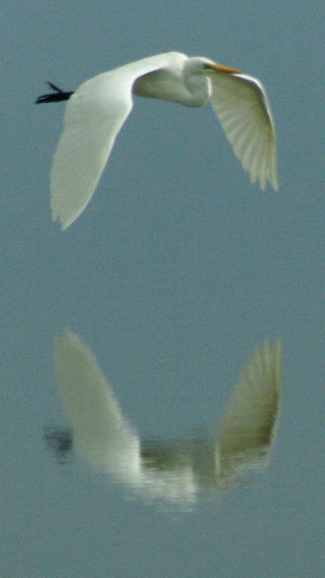   Birds in Flight